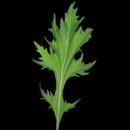 Picture of Mizuna Kyoto